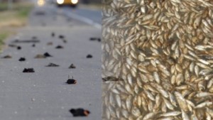 Mysterious Bird / Fish Deaths